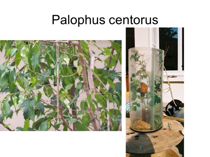 Palophus centorus